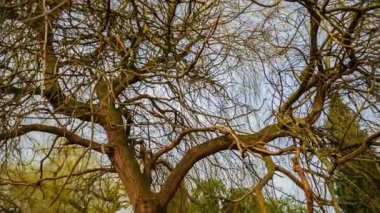 Geç kış aylarında çorak ağaçların Ultra closeup çekim