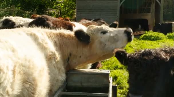 Шерстяные коровы стоят у корыта — стоковое видео