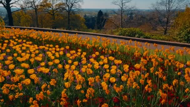 英国花园的春天 — 图库视频影像