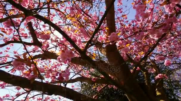 Primavera - Fiori di ciliegio con raggi solari percolanti — Video Stock