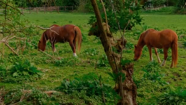 Dos caballos marrones pastando — Vídeos de Stock