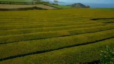 Çay plantasyon Sao Miguel, Azores, Portekiz