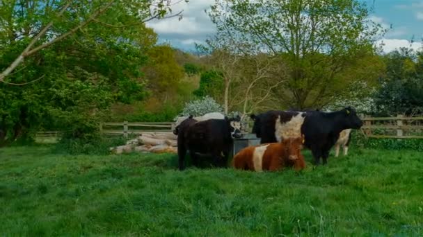 Vacas lanudas descansando sobre un pasto verde — Vídeos de Stock