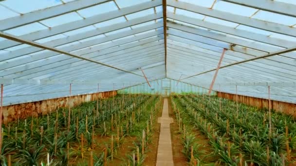 Plantação de abacaxi em São Miguel, Açores, Portugal — Vídeo de Stock