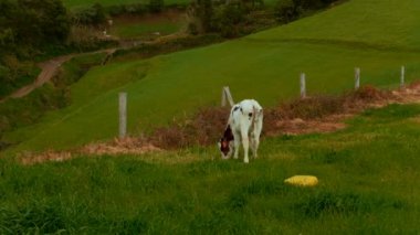 yeşil mera üzerinde otlayan inekler