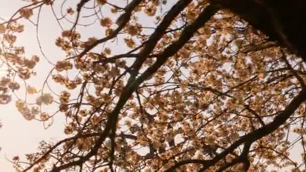 De lente in het Verenigd Koninkrijk — Stockvideo