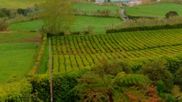 Плантация чая Porto Formoso в Сан-Мигеле, Азорские острова, Португалия — стоковое видео