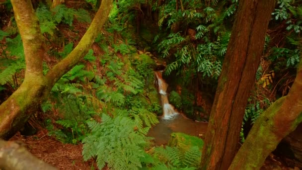 Caldeira Velha park, Sao Miguel, Le Azzorre, Portogallo — Video Stock