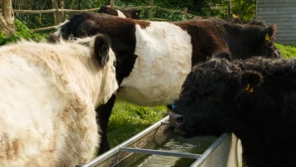 Коровы пьют воду из корыта — стоковое видео