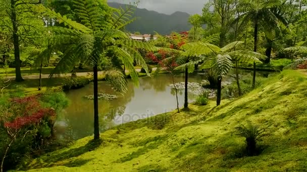 Parque Terra Nostra park in Sao Miguel, The Azores, Portugal — Stock Video