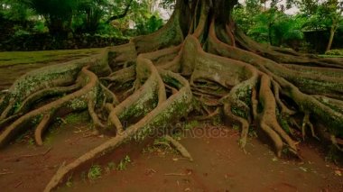 Jardim Ferreira Borges garden, Ponta Delgada, The Azores, Portugal