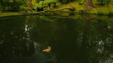 Sao Miguel, Azores, Portekiz
