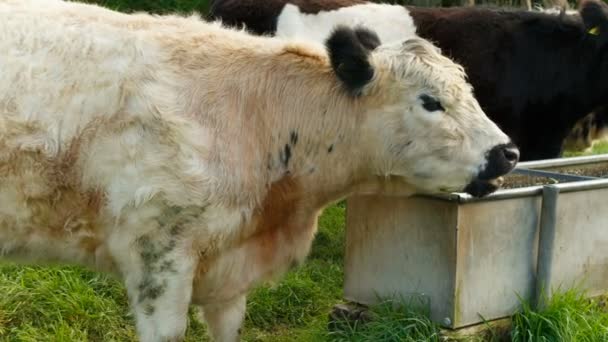 Vacas lanudas de pie junto a un abrevadero — Vídeo de stock