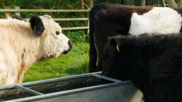 Vacas pastando y agua potable — Vídeos de Stock