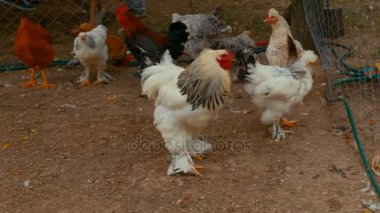 Tavuk organik bir sürdürülebilir tarım, çeşitli ırkları