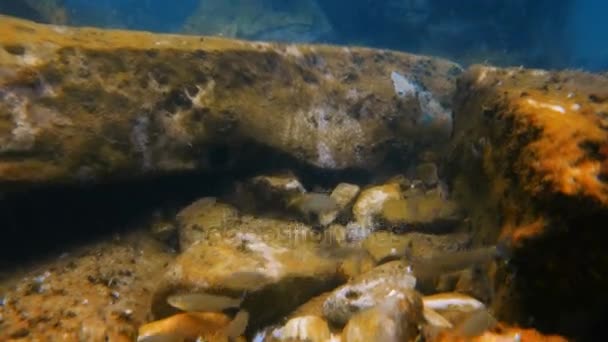 Snorkelen op de Griekse eilanden — Stockvideo