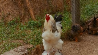 Brahma tavuk, organik bir sürdürülebilir tarım