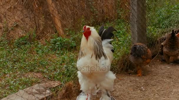 Pollo Brahma in un'azienda agricola biologica sostenibile — Video Stock