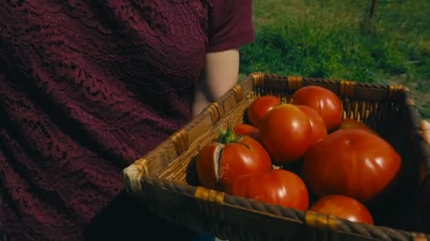 Red tomatoes at an organic sustainable farm — Stock Video