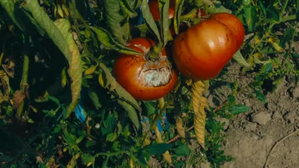 Tomates podres numa exploração biológica sustentável — Vídeo de Stock