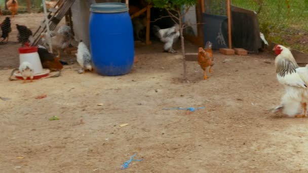 Pollo Brahma in un'azienda agricola biologica sostenibile — Video Stock