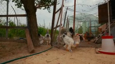 Tavuk organik bir sürdürülebilir tarım, çeşitli ırkları