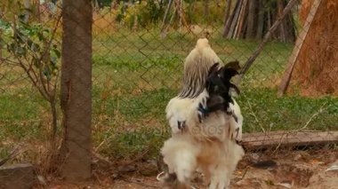 Tavuk organik bir sürdürülebilir tarım, çeşitli ırkları