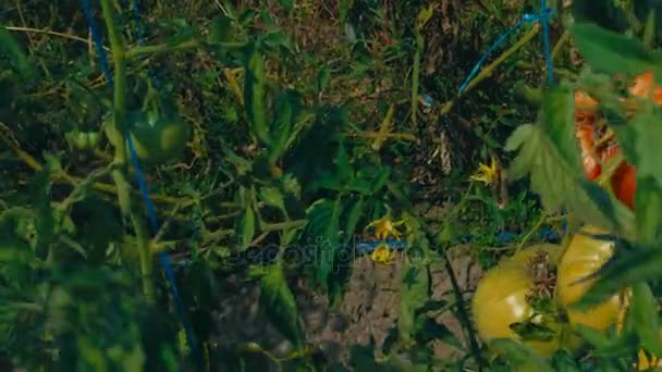 Tomates podridos en una granja ecológica sostenible — Vídeo de stock