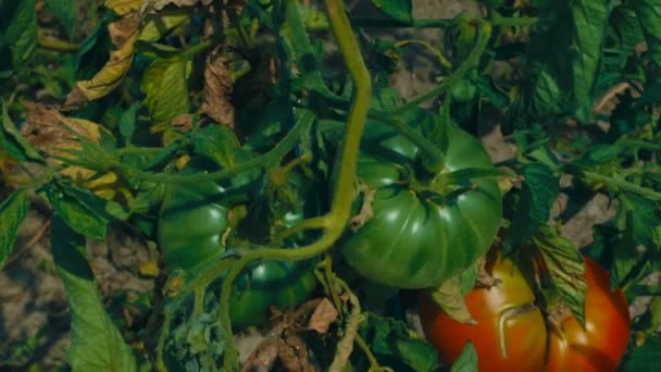 Красные помидоры на экологически чистой ферме — стоковое видео
