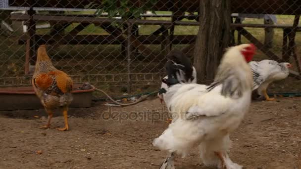 Varias razas de pollo en una granja ecológica sostenible — Vídeo de stock