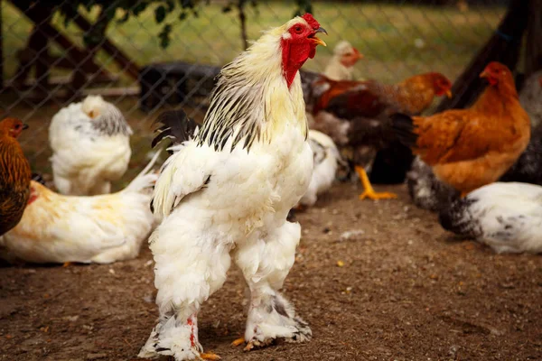 Курица Брахма на экологически устойчивой ферме Стоковое Фото