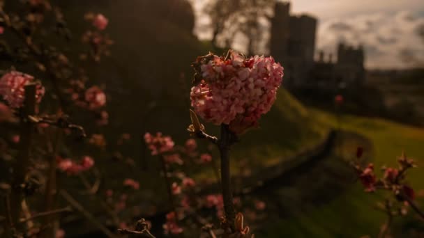 Κάστρο του Γουίνσδορ, Μπερκσάιρ, Αγγλία Ηνωμένο Βασίλειο — Αρχείο Βίντεο