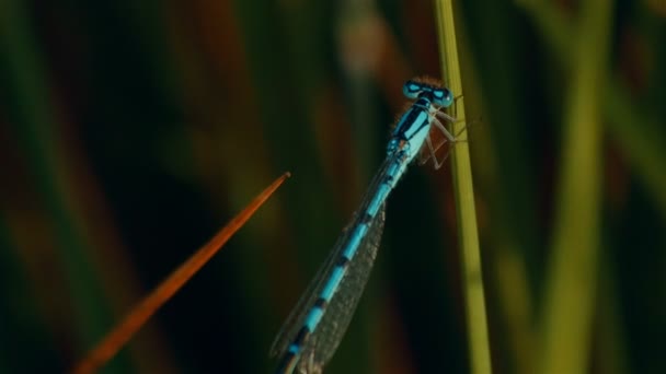 Damselfly azul en una hoja de hierba — Vídeos de Stock