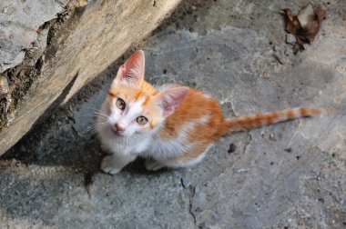 kırmızı beyaz yavru kedi arıyorum