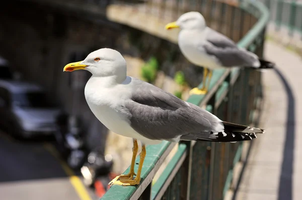 Twee Greater Black-backed Gull staande op de brug — Stockfoto