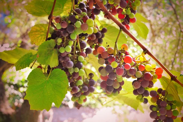 Colorful homemade grapes in sunrays — Stock Photo, Image