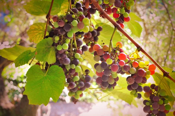 Uvas caseiras coloridas em raios solares — Fotografia de Stock