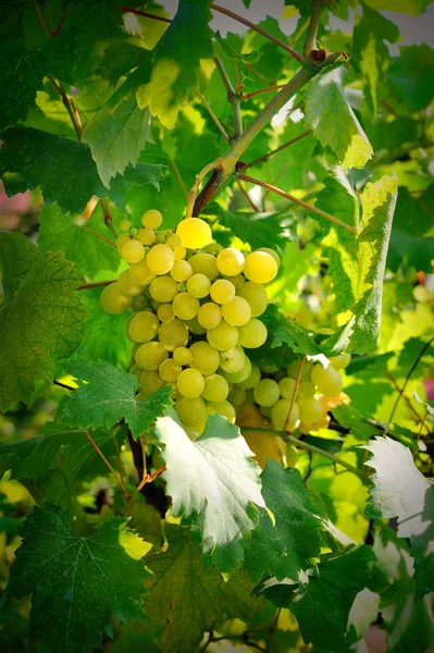 Green and yellow grapes on the vine — Stock Photo, Image