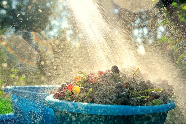 üzüm bir kase içinde akan suyun altında yıkayın