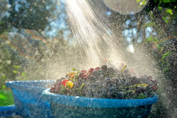 üzüm bir kase içinde akan suyun altında yıkayın