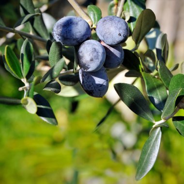 Zeytin dal hayatını doğa ile arka plan bulanık