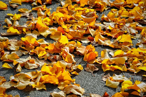 Őszi háttér orange elhagyja az őszi színek. — Stock Fotó