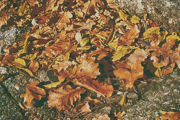 Tónusú száraz tölgy levelek a járdán — Stock Fotó