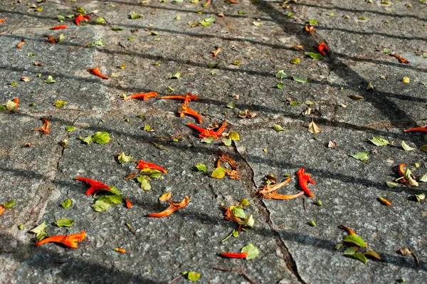 Szelektív összpontosít, esés, narancs virág a földön — Stock Fotó