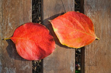 eski tahta arka plan iki kırmızı yaprak