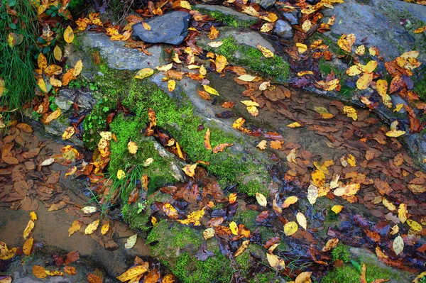 Mossed kövekkel és őszi levelek zubogó erdei forrás — Stock Fotó
