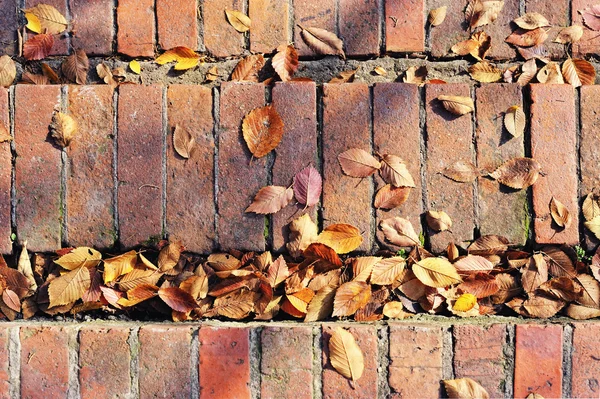 stairs brick with fallen leaves