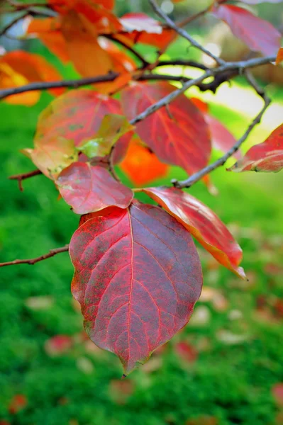Persimmon tree liści na oddział jesienią — Zdjęcie stockowe