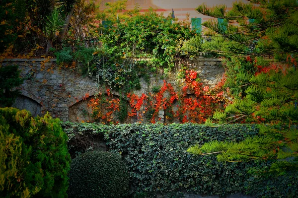 Rote wilde Trauben im Park im Herbst — Stockfoto