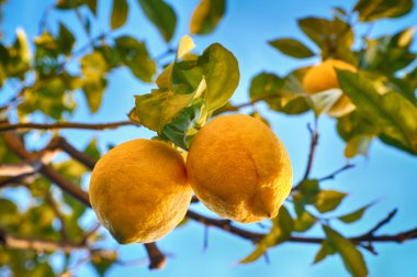limon limon ağacı.